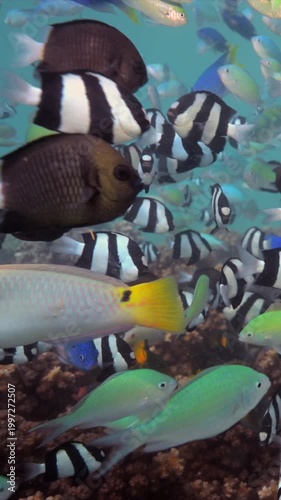 Tropical Fish schooling above pristine healthy hard coral reef