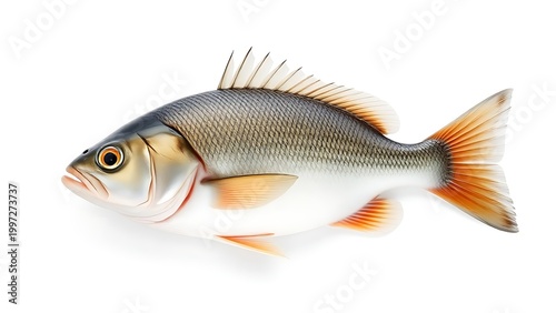 seabass. Fresh sea bass on white background, detailed scales and studio lighting. menu design, packaging mockups, designed for food delivery and cloud-kitchen brand materials.