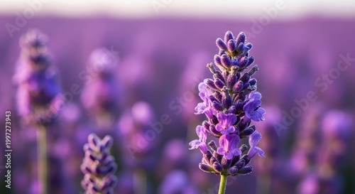 Lavender Field in Bloom - A Purple Haze.