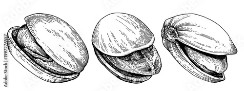 Pistachio nuts set, hand drawn engraving style illustration, black and white, isolated food elements