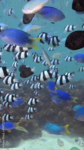 Tropical Fish schooling above pristine healthy hard coral reef