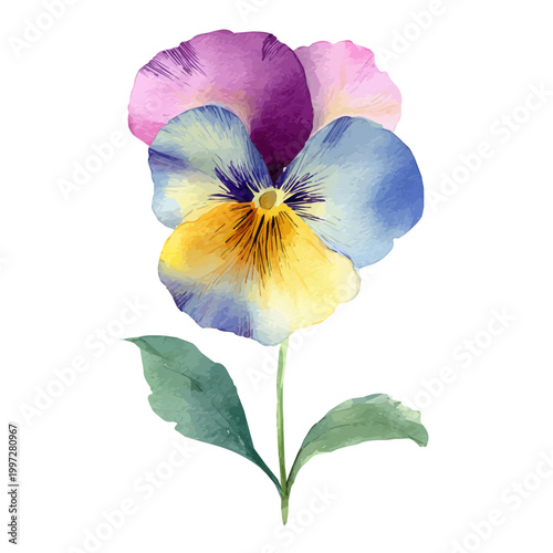 Watercolor Pansy Flower vector, artistic painting style, high-resolution illustration on a pure white background.