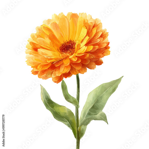 Stylized watercolor Calendula vector, modern artistic illustration with high-quality details on a pure white background.