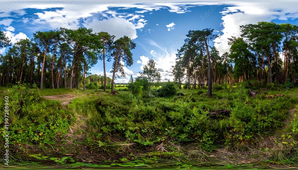 Obraz premium Pine forest panorama