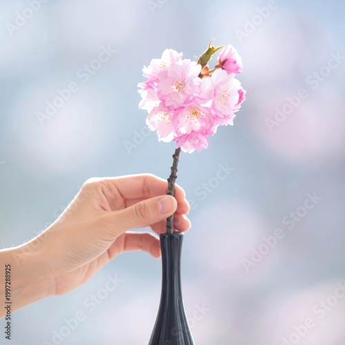 Hand placing a delicate pink cherry blossom branch in a dark vase against a soft bokeh background, representing spring, renewal and zen
