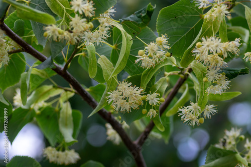 Obraz na plátně Tilia cordata linden tree branches in bloom, springtime flowering small leaved l