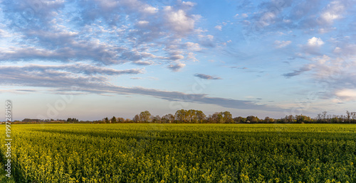 Tableau sur toile Panoramic Rapeseed Field Under Dramatic Blue Cloudy Sky at Sunset
