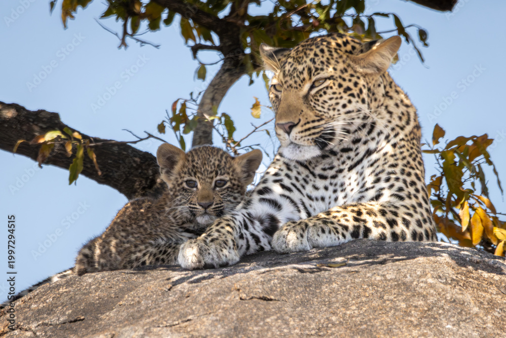 Fototapeta premium Leopard Mother and Cub Resting Together on Granite Boulder, Blue Sky, South Africa