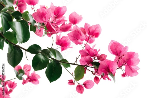 Bougainvillea Flowers and Green Leaves on a Branch Creating Bright Colors in ...