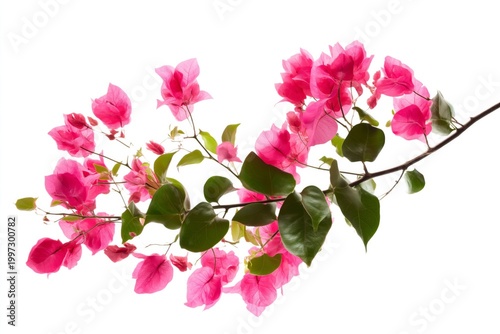 Bougainvillea Flowers and Green Leaves on a Branch Creating Bright Colors in ...