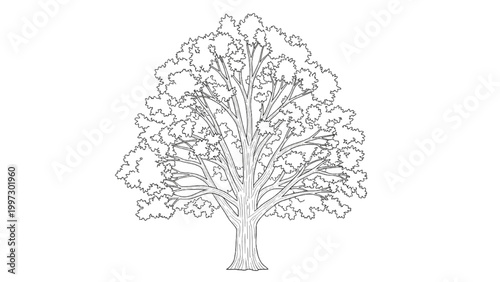 2D AutoCAD illustration of a large tree with sprawling branches and leaves