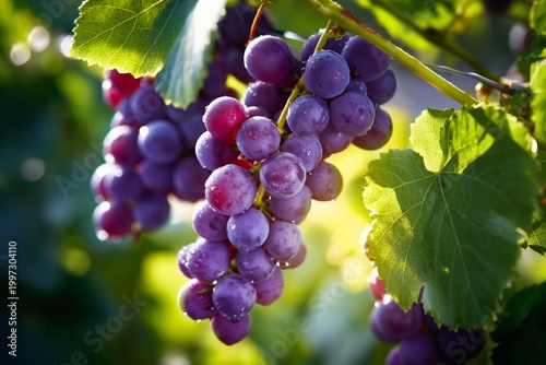 Fresh Grapes Grow on a Vine Under Sunlight in a Vineyard on a Warm Summer Day