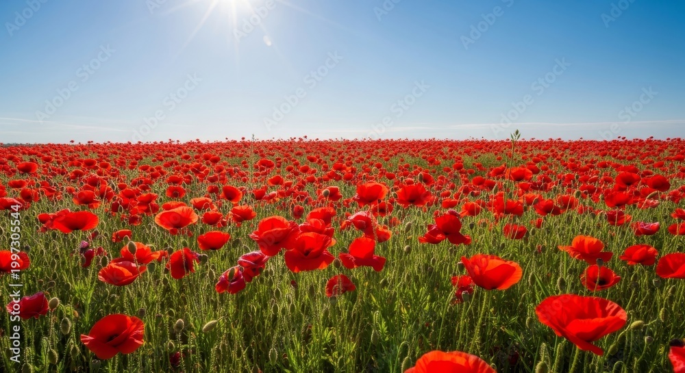 Obraz premium Vibrant Red Poppy Field Under Bright Summer Sun