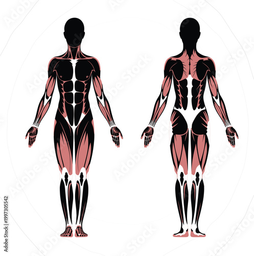 Professional medical illustration of the human muscular system showing anterior and posterior views of male muscle anatomy vector