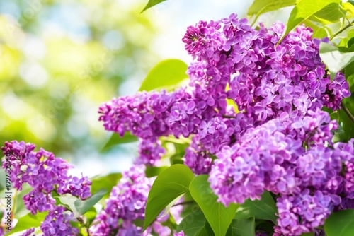 Purple Lilac Flowers Bloom in a Garden on a Sunny Day During Spring Season