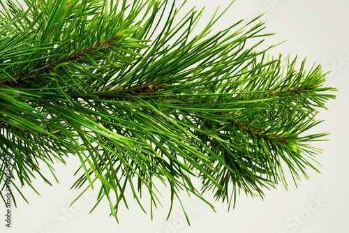 Fresh Green Pine Branch Showing Details of Needles and Twigs in Natural Layout