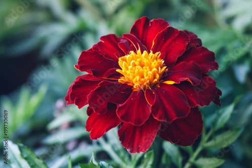 Red Flower With Yellow Center Stands out in Garden During Sunny Day