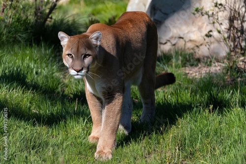 Mountain Lion Walks Across Green Grass in Wildlife Area During Sunny Day in E...