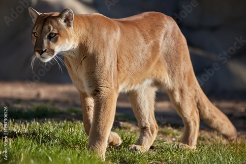 Mountain Lion Walks Across Green Grass in Wildlife Area During Sunny Day in E...