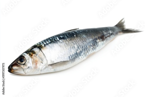 Fresh Fish on White Background Ready for Cooking or Preparing a Meal