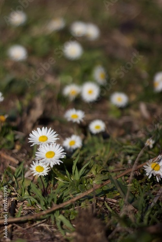 White daisies (Bellis perennis) are scattered among short green and brown grass. The daisies have small yellow centers surrounded by white petals.