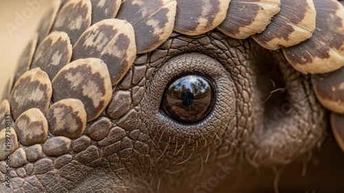 Pangolin eye and skin close-up.