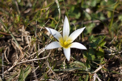 White star-shaped flower, likely of the genus *Ornithogalum*, blooms amidst green and dry grasses. Petals are slender and pointed, with a yellow center that contrasts with the white tips