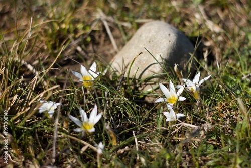White star-shaped flowers with yellow centers are scattered among green grass. They resemble Rain Lilies (Zephyranthes sp.). A smooth, oval stone is positioned nearby, partially surrounded by grass. 