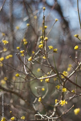 Tangled branches in a bush during spring display clusters of small, yellow blossoms. Thin stems and twigs weave through each other, creating a dense, intricate pattern.