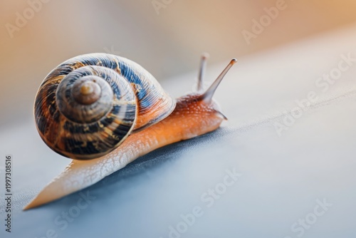 Snail Slowly Moves on Shiny Surface With Bright Background in Morning Light