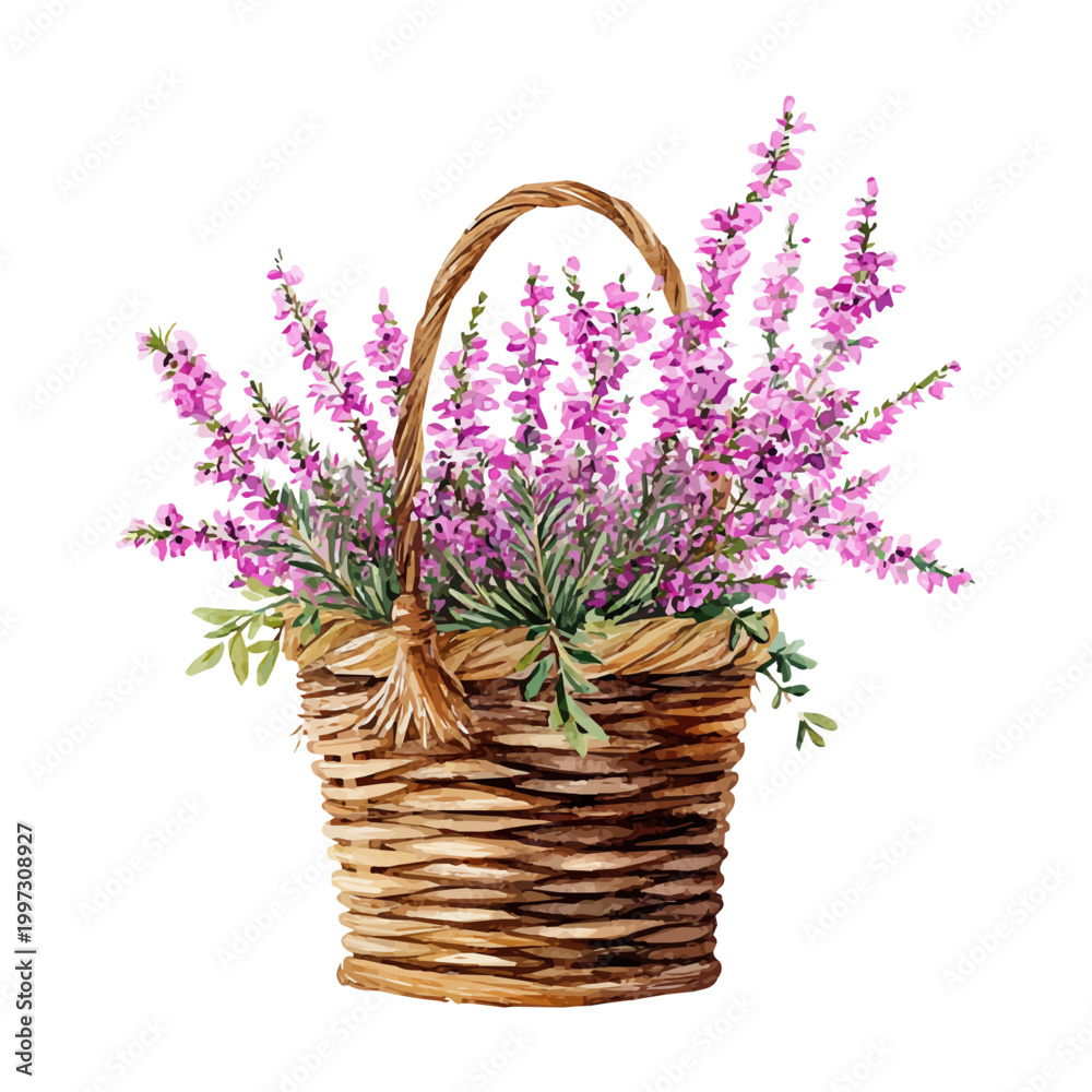 Obraz premium Heather Basket watercolor drawing vector, premium quality illustration on a clean white background.