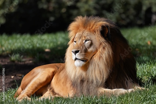 Lion Resting on Grass in a Natural Habitat During Daylight Hours