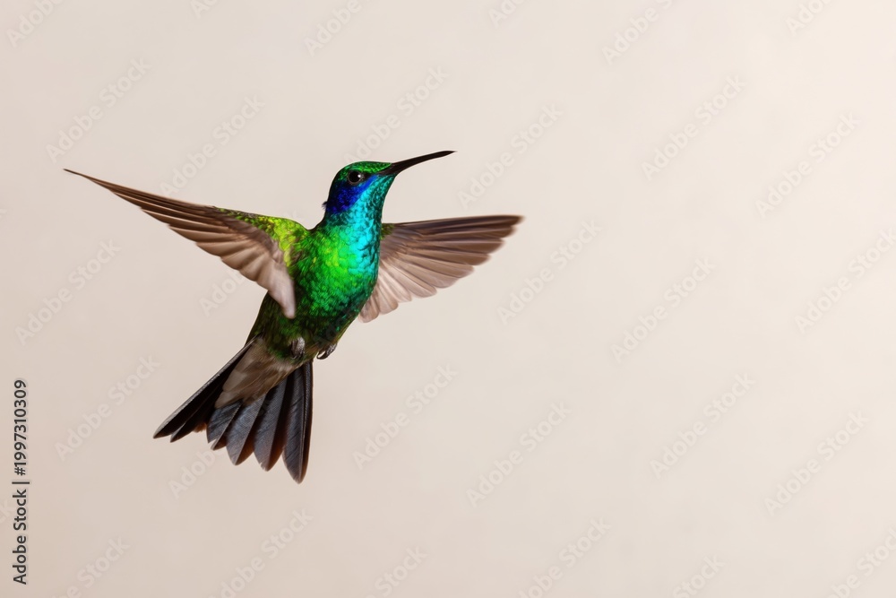 Fototapeta premium Hummingbird Flying in a Clear Sky With Colorful Feathers and Outspread Wings