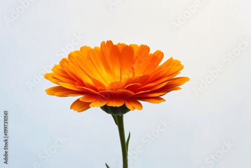 Bright Orange Flower Stands Tall Against a Light Background During Daylight H...