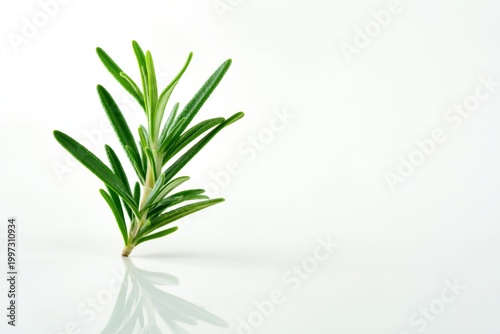 Fresh Rosemary Plant on White Background With Simple Leaves and Clear Reflection