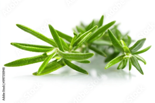 Fresh Rosemary Plant on White Background With Simple Leaves and Clear Reflection