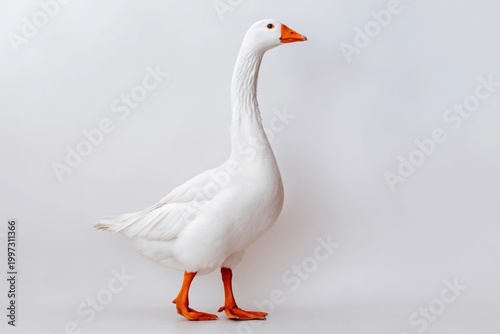 White Goose Standing on a Neutral Background With a Straight Posture and Brig...