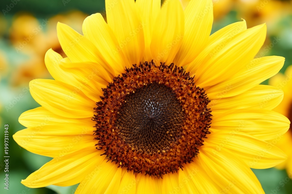 Naklejka premium Bright Sunflower Stands Upright in a Field During Daytime With Other Sunflowers in the Background