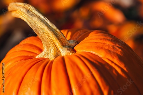 Close View of a Ripe Pumpkin Ready for Fall Harvest and Decoration in Autumn ...