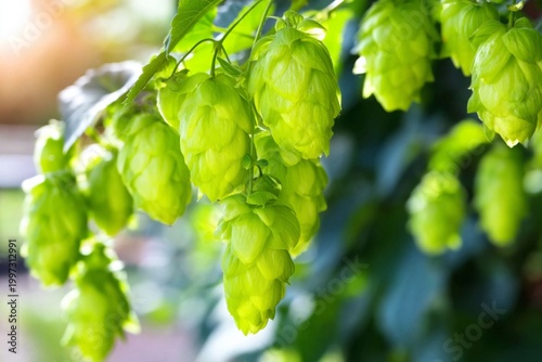 Hops Grow in Sunlight on a Plant in a Garden During the Late Afternoon Hours
