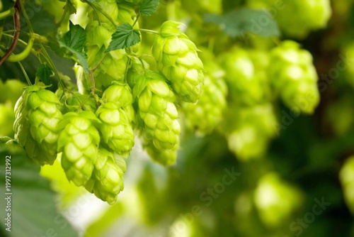 Hops Grow in Sunlight on a Plant in a Garden During the Late Afternoon Hours