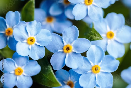 Bright Blue Flowers Grow in a Garden During Springtime in Full Bloom on Sunny...