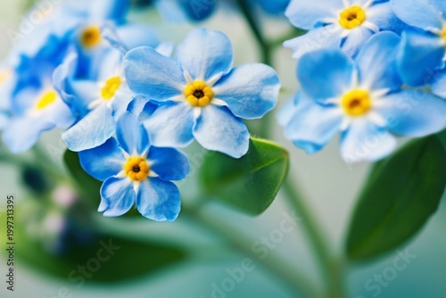 Blue Flowers With Yellow Centers Grow in a Garden Under Soft Light During Spr...