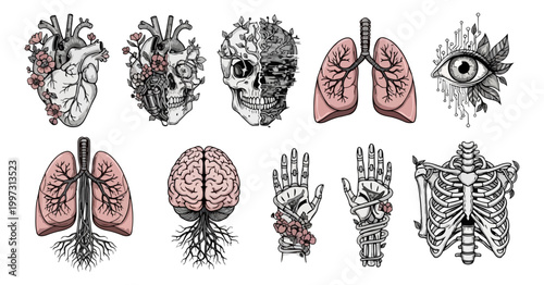 Anatomical illustrations human organs and skeletal system