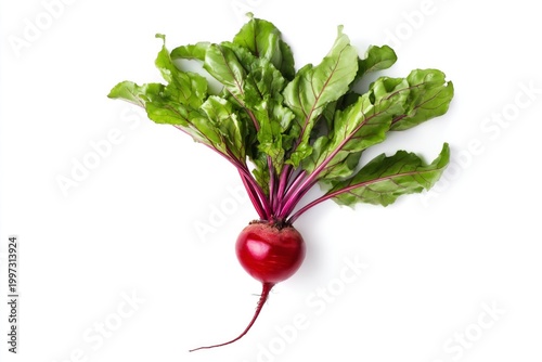 Fresh Beet With Green Leaves Grown in Soil Ready for Harvesting in the Garden