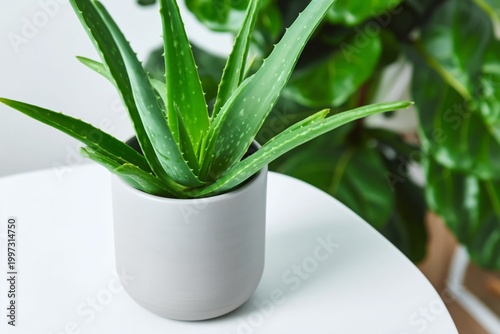 Aloe Vera Plant in White Pot on Table in Bright Room With Green Background