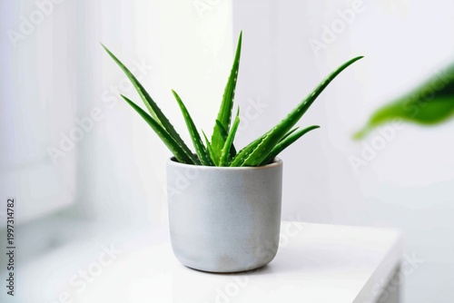Green Aloe Vera Plant in a White Pot Placed on a Simple Table in Bright Indoo...