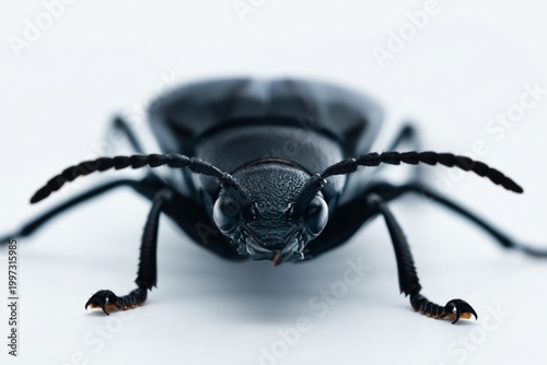 Close up View of a Black Beetle Showing Its Features and Details in a Bright ...
