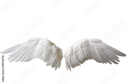 White Feather Wings Displayed Flat Against a White Background