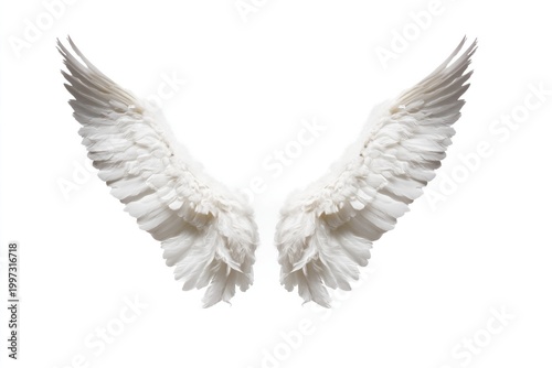 White Wings on a Plain Background Showing Fine Details and Feather Structure